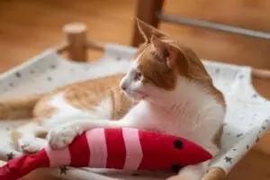 ねこのおもちゃ:最適な遊び道具の選び方 5 ねこのおもちゃ:最適な遊び道具の選び方