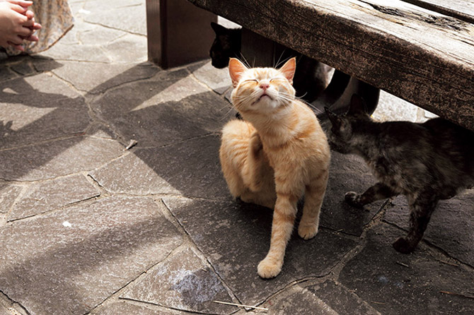 猫の細道:猫好きにおすすめのスポット 7 尾道で猫が多い場所は?