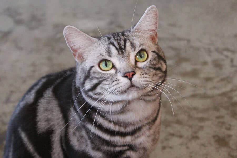 アメリカンショートヘア: 陽気で賢い人気猫種の魅力 1 e382a2e383a1e383aae382abe383b3e382b7e383a7e383bce38388e38398e382a2 e999bde6b097e381a7e8b3a2e38184e4babae6b097e78cabe7a8aee381aee9ad85