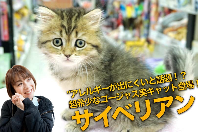 サイベリアン猫アレルギー: アレルギーになりにくい? 5 e382b5e382a4e38399e383aae382a2e383b3e78cabe382a2e383ace383abe382aee383bc e382a2e383ace383abe382aee383bce381abe381aae3828ae381abe3818f