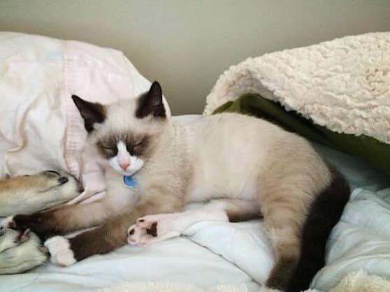 スノーシュー: 白い靴下を履いた可愛い猫 1 e382b9e3838ee383bce382b7e383a5e383bc e799bde38184e99db4e4b88be38292e5b1a5e38184e3819fe58fafe6849be38184e78cab