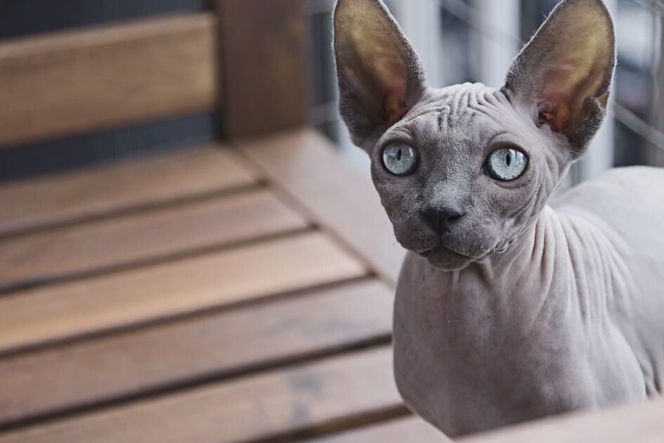 スフィンクス: 毛のない猫の魅力と特徴 5 e382b9e38395e382a3e383b3e382afe382b9 e6af9be381aee381aae38184e78cabe381aee9ad85e58a9be381a8e789b9e5beb4