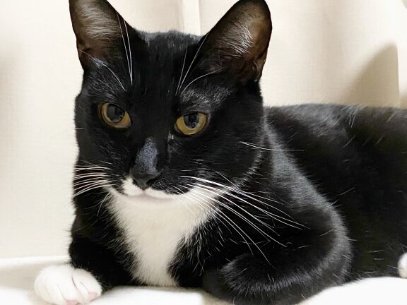 タキシード猫: 正装したような姿が魅力 1 e382bfe382ade382b7e383bce38389e78cab e6ada3e8a385e38197e3819fe38288e38186e381aae5a7bfe3818ce9ad85e58a9b