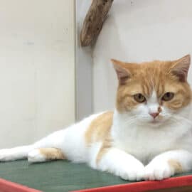 タレント 猫:CMやドラマで大活躍!人気タレント猫のプロフィールを紹介 1 e382bfe383ace383b3e38388 e78cabefbc9acme38284e38389e383a9e3839ee381a7e5a4a7e6b4bbe8ba8defbc81e4babae6b097e382bfe383ace383b3e38388