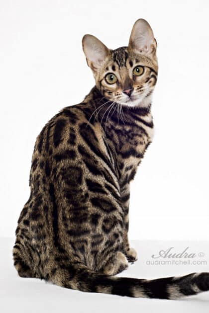 ヒョウ柄猫: ワイルドな魅力あふれる猫たち 1 e38392e383a7e382a6e69f84e78cab e383afe382a4e383abe38389e381aae9ad85e58a9be38182e381b5e3828ce3828be78cabe3819fe381a1