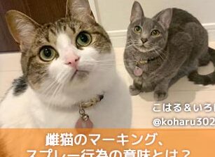 メスの猫もマーキングをする!?その原因と対策 5 e383a1e382b9e381aee78cabe38282e3839ee383bce382ade383b3e382b0e38292e38199e3828befbc81efbc9fe3819de381aee58e9fe59ba0e381a8e5afbee7ad96