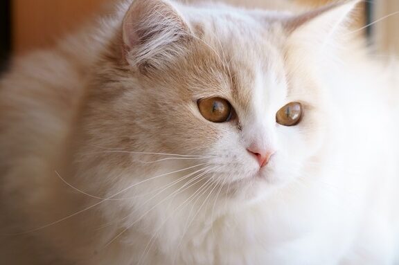 ラガマフィン 成猫:ふわふわ長毛が魅力!ラガマフィン成猫の性格と特徴 5 e383a9e382ace3839ee38395e382a3e383b3 e68890e78cabefbc9ae381b5e3828fe381b5e3828fe995b7e6af9be3818ce9ad85e58a9befbc81e383a9e382ace3839e