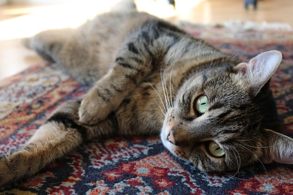 ラグ 猫:猫が喜ぶ!猫用ラグの選び方&おすすめ商品 3 e383a9e382b0 e78cabefbc9ae78cabe3818ce5969ce381b6efbc81e78cabe794a8e383a9e382b0e381aee981b8e381b3e696b9efbc86e3818ae38199e38199e38281