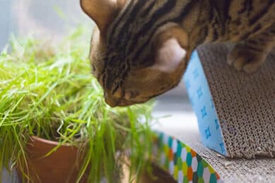レモングラス 猫:猫が嫌がる香り?レモングラスの効果と使い方 5 e383ace383a2e383b3e382b0e383a9e382b9 e78cabefbc9ae78cabe3818ce5ab8ce3818ce3828be9a699e3828aefbc9fe383ace383a2e383b3e382b0e383a9e382b9