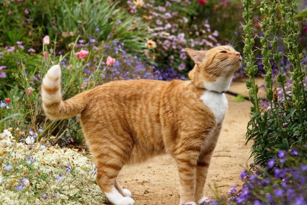 ローズマリー 猫よけ:猫が嫌がるハーブ!ローズマリーで猫よけ対策 5 e383ade383bce382bae3839ee383aae383bc e78cabe38288e38191efbc9ae78cabe3818ce5ab8ce3818ce3828be3838fe383bce38396efbc81e383ade383bce382ba