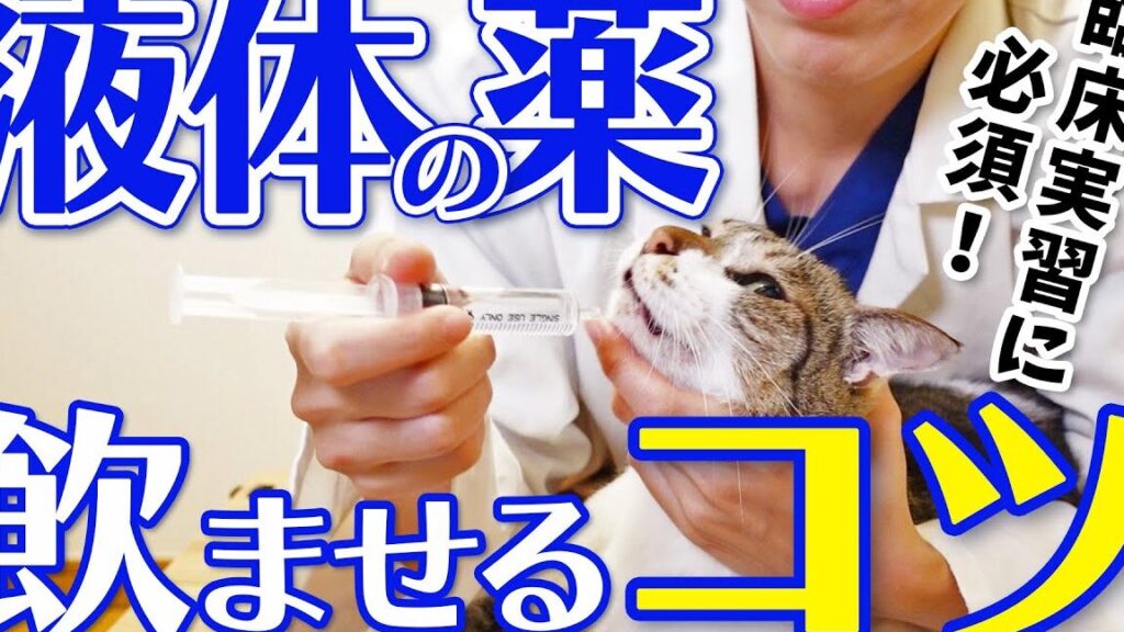 一人で猫に薬を飲ませる方法:猫に薬を飲ませるコツ!安全な方法を紹介 5 e4b880e4babae381a7e78cabe381abe896ace38292e9a3b2e381bee3819be3828be696b9e6b395efbc9ae78cabe381abe896ace38292e9a3b2e381bee3819be3828b