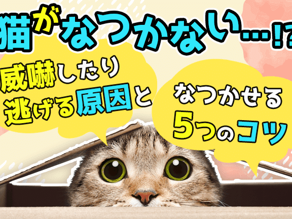 一生なつかない猫:その理由と対処法、心を通わせる方法 5 e4b880e7949fe381aae381a4e3818be381aae38184e78cabefbc9ae3819de381aee79086e794b1e381a8e5afbee587a6e6b395e38081e5bf83e38292e9809ae3828f