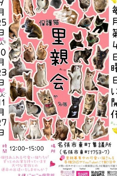 三重県 保護猫:三重県で里親を待っている猫たち!譲渡会情報 1 e4b889e9878de79c8c e4bf9de8adb7e78cabefbc9ae4b889e9878de79c8ce381a7e9878ce8a6aae38292e5be85e381a3e381a6e38184e3828be78cabe3819fe381a1