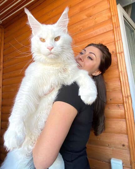世界で一番大きい猫:ギネス記録!世界で一番大きい猫種 5 e4b896e7958ce381a7e4b880e795aae5a4a7e3818de38184e78cabefbc9ae382aee3838de382b9e8a898e98cb2efbc81e4b896e7958ce381a7e4b880e795aae5a4a7