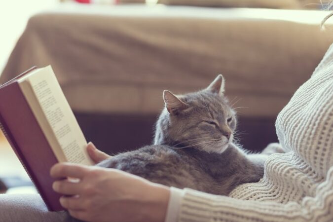 人懐っこい猫の特徴!愛され上手な猫 1 e4babae68790e381a3e38193e38184e78cabe381aee789b9e5beb4efbc81e6849be38195e3828ce4b88ae6898be381aae78cab