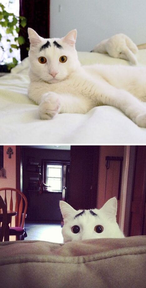 人面猫?不思議な模様の猫たち 1 e4babae99da2e78cabefbc9fe4b88de6809de8adb0e381aae6a8a1e6a798e381aee78cabe3819fe381a1