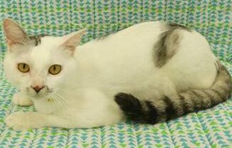 仙台 猫譲渡会:仙台市で開催される猫の譲渡会情報 5 e4bb99e58fb0 e78cabe8adb2e6b8a1e4bc9aefbc9ae4bb99e58fb0e5b882e381a7e9968be582ace38195e3828ce3828be78cabe381aee8adb2e6b8a1e4bc9ae68385