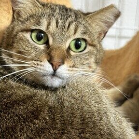 仙台 猫里親:仙台市で猫の里親になりたい!情報まとめ 5 e4bb99e58fb0 e78cabe9878ce8a6aaefbc9ae4bb99e58fb0e5b882e381a7e78cabe381aee9878ce8a6aae381abe381aae3828ae3819fe38184efbc81e68385e5a0b1