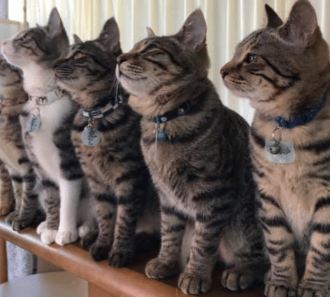 保護猫 アンドゥ:保護猫カフェ&シェルター アンドゥ 5 e4bf9de8adb7e78cab e382a2e383b3e38389e382a5efbc9ae4bf9de8adb7e78cabe382abe38395e382a7efbc86e382b7e382a7e383abe382bfe383bc e382a2e383b3