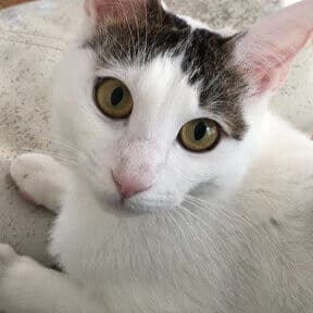 保護猫 三重県:三重県で活動する保護猫団体&里親募集情報 5 e4bf9de8adb7e78cab e4b889e9878de79c8cefbc9ae4b889e9878de79c8ce381a7e6b4bbe58b95e38199e3828be4bf9de8adb7e78cabe59ba3e4bd93efbc86e9878c