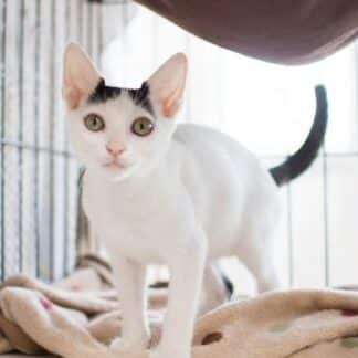 保護猫 兵庫:兵庫県で活動する保護猫団体&里親募集情報 5 e4bf9de8adb7e78cab e585b5e5baabefbc9ae585b5e5baabe79c8ce381a7e6b4bbe58b95e38199e3828be4bf9de8adb7e78cabe59ba3e4bd93efbc86e9878ce8a6aa