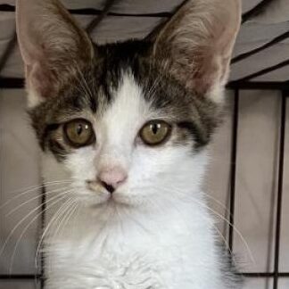 保護猫 和歌山:和歌山県で活動する保護猫団体&里親募集情報 5 e4bf9de8adb7e78cab e5928ce6ad8ce5b1b1efbc9ae5928ce6ad8ce5b1b1e79c8ce381a7e6b4bbe58b95e38199e3828be4bf9de8adb7e78cabe59ba3e4bd93efbc86