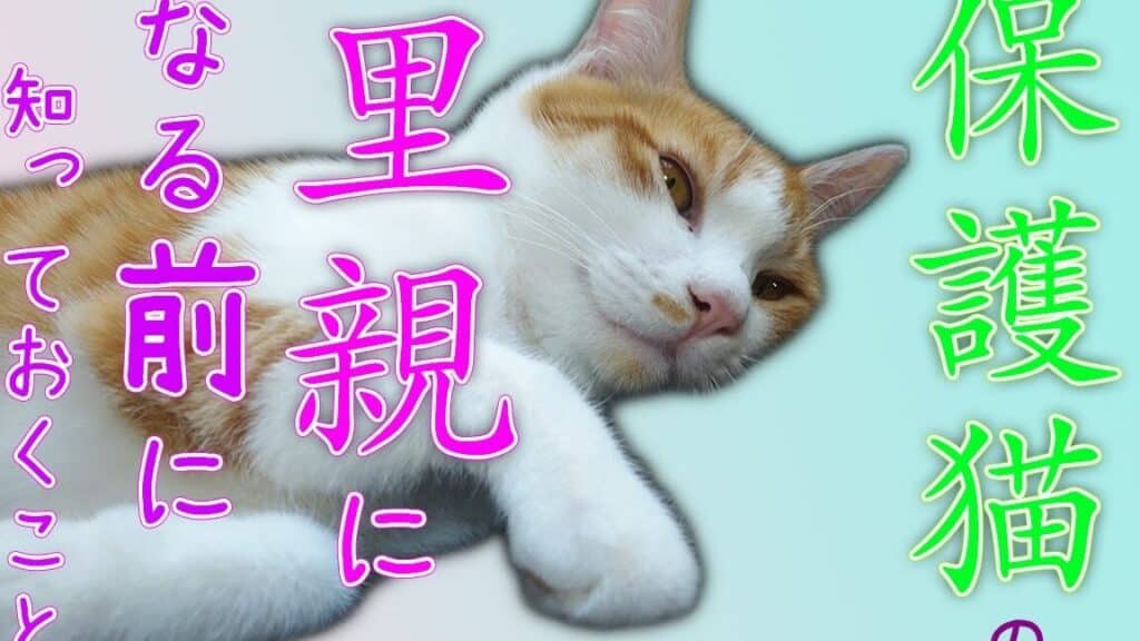 保護猫 子猫、里親になる前に知っておくこと 1 e4bf9de8adb7e78cab e5ad90e78cabe38081e9878ce8a6aae381abe381aae3828be5898de381abe79fa5e381a3e381a6e3818ae3818fe38193e381a8