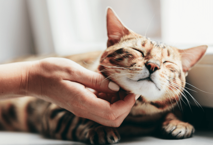 保護猫 慣れるまで:保護猫を迎えてから!慣れるまでの期間と注意点 5 e4bf9de8adb7e78cab e685a3e3828ce3828be381bee381a7efbc9ae4bf9de8adb7e78cabe38292e8bf8ee38188e381a6e3818be38289efbc81e685a3e3828ce3828b