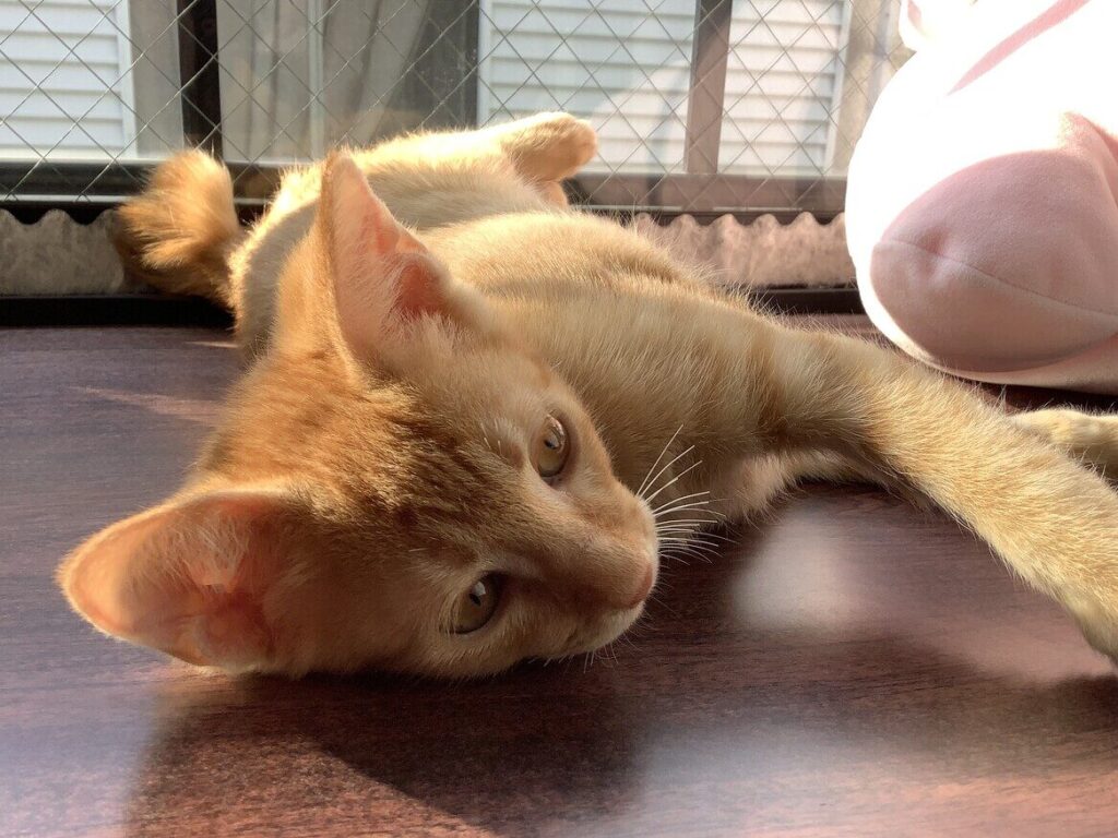 保護猫 横浜で出会える命!里親募集情報 5 e4bf9de8adb7e78cab e6a8aae6b59ce381a7e587bae4bc9ae38188e3828be591bdefbc81e9878ce8a6aae58b9fe99b86e68385e5a0b1