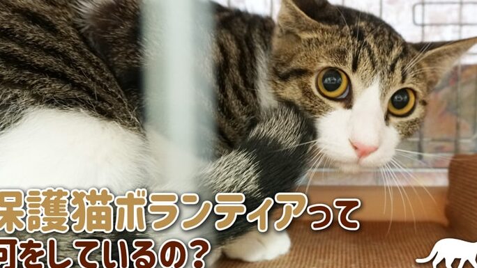 保護猫活動とは?ボランティアでできること 1 e4bf9de8adb7e78cabe6b4bbe58b95e381a8e381afefbc9fe3839ce383a9e383b3e38386e382a3e382a2e381a7e381a7e3818de3828be38193e381a8