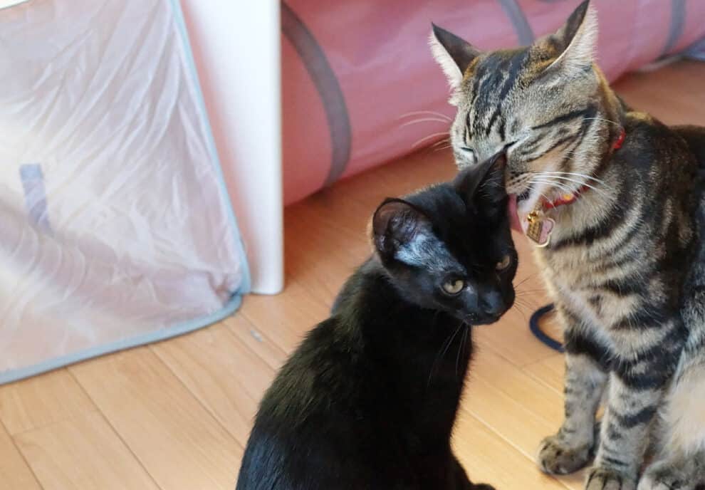 先住猫 新入り猫 喧嘩:先住猫と新入り猫の仲良くさせる方法 5 e58588e4bd8fe78cab e696b0e585a5e3828ae78cab e596a7e598a9efbc9ae58588e4bd8fe78cabe381a8e696b0e585a5e3828ae78cabe381aee4bbb2e889afe3818f