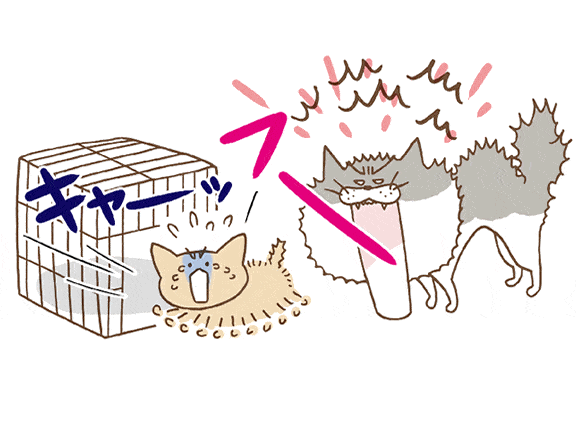 先住猫新入り猫: 多頭飼いを成功させる方法 5 e58588e4bd8fe78cabe696b0e585a5e3828ae78cab e5a49ae9a0ade9a3bce38184e38292e68890e58a9fe38195e3819be3828be696b9e6b395