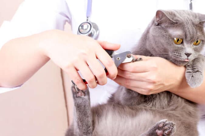 動物病院 爪切りだけ 猫:猫の爪切りだけお願いできる?動物病院での料金相場 5 e58b95e789a9e79785e999a2 e788aae58887e3828ae381a0e38191 e78cabefbc9ae78cabe381aee788aae58887e3828ae381a0e38191e3818ae9a198e38184e381a7