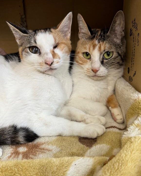 北信保健所 猫:北信保健所で保護されている猫たち 5 e58c97e4bfa1e4bf9de581a5e68980 e78cabefbc9ae58c97e4bfa1e4bf9de581a5e68980e381a7e4bf9de8adb7e38195e3828ce381a6e38184e3828be78cabe3819f