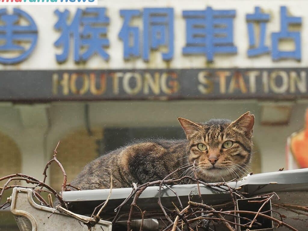 台湾 猫:猫の楽園!台湾の猫事情 1 e58fb0e6b9be e78cabefbc9ae78cabe381aee6a5bde59c92efbc81e58fb0e6b9bee381aee78cabe4ba8be68385