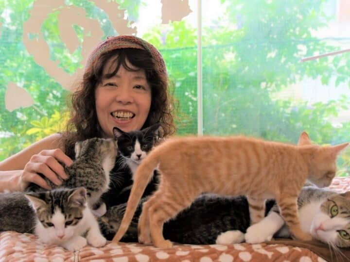 和歌山 保護猫:和歌山県で里親を待つ猫たち 5 e5928ce6ad8ce5b1b1 e4bf9de8adb7e78cabefbc9ae5928ce6ad8ce5b1b1e79c8ce381a7e9878ce8a6aae38292e5be85e381a4e78cabe3819fe381a1
