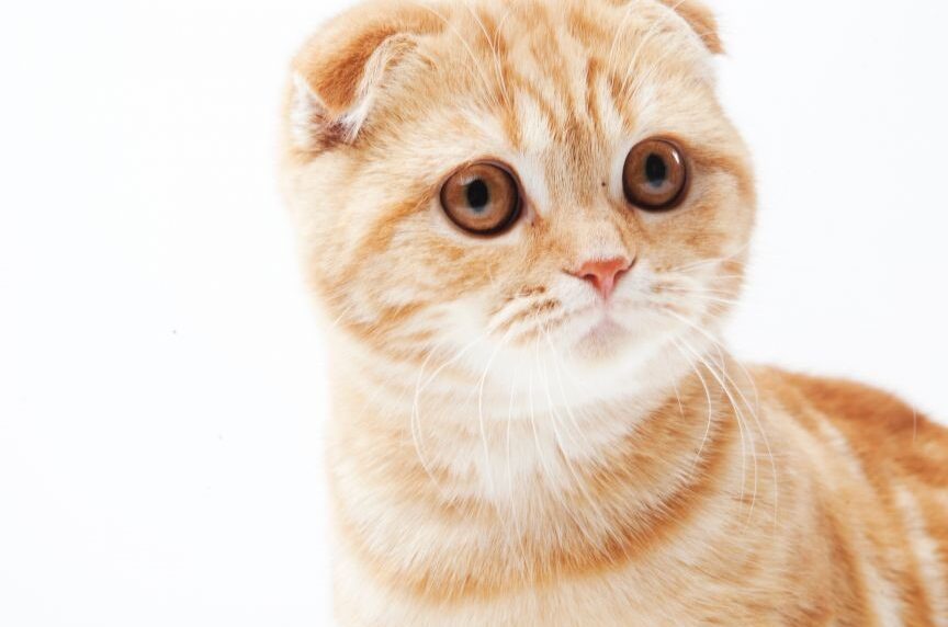 垂れ耳猫の種類:スコティッシュフォールドなど可愛い猫種 1 e59e82e3828ce880b3e78cabe381aee7a8aee9a19eefbc9ae382b9e382b3e38386e382a3e38383e382b7e383a5e38395e382a9e383bce383abe38389e381aae381a9