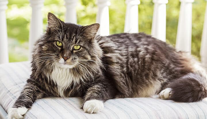 大きい猫:大型猫の魅力と種類、性格の特徴 5 e5a4a7e3818de38184e78cabefbc9ae5a4a7e59e8be78cabe381aee9ad85e58a9be381a8e7a8aee9a19ee38081e680a7e6a0bce381aee789b9e5beb4