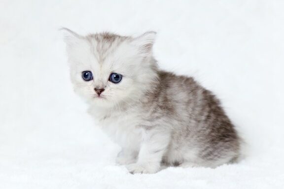 大きくならない猫!人気の猫種を紹介 1 e5a4a7e3818de3818fe381aae38289e381aae38184e78cabefbc81e4babae6b097e381aee78cabe7a8aee38292e7b4b9e4bb8b