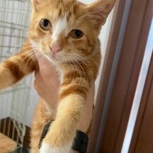 大分 保護猫:大分県で保護された猫たち!里親募集情報 1 e5a4a7e58886 e4bf9de8adb7e78cabefbc9ae5a4a7e58886e79c8ce381a7e4bf9de8adb7e38195e3828ce3819fe78cabe3819fe381a1efbc81e9878ce8a6aae58b9f
