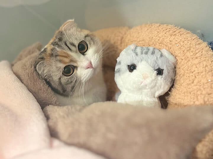 大阪 猫ホテル:安心して預けられる!大阪の猫ホテル 5 e5a4a7e998aa e78cabe3839be38386e383abefbc9ae5ae89e5bf83e38197e381a6e9a090e38191e38289e3828ce3828befbc81e5a4a7e998aae381aee78cabe3839b