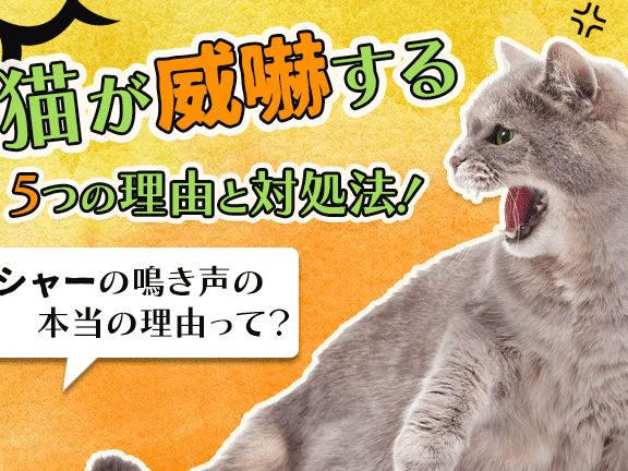 威嚇 猫:猫が威嚇する理由とは?対処法を紹介 5 e5a881e59a87 e78cabefbc9ae78cabe3818ce5a881e59a87e38199e3828be79086e794b1e381a8e381afefbc9fe5afbee587a6e6b395e38292e7b4b9e4bb8b