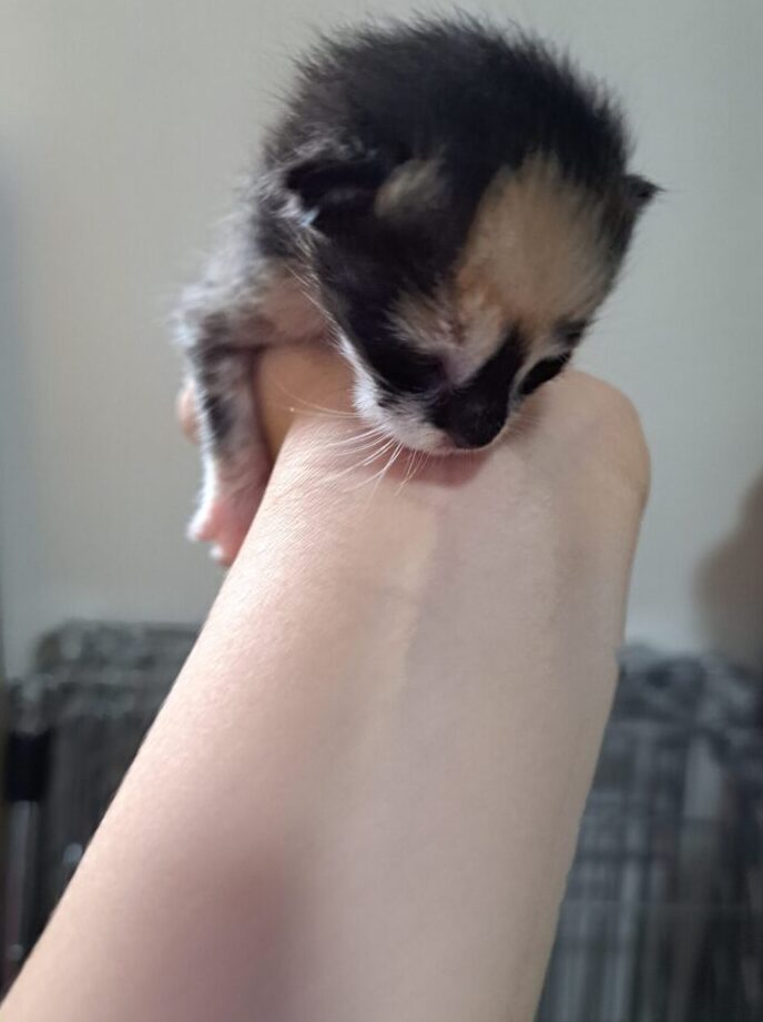 子猫 保護猫:小さな命を守る!子猫の保護活動 5 e5ad90e78cab e4bf9de8adb7e78cabefbc9ae5b08fe38195e381aae591bde38292e5ae88e3828befbc81e5ad90e78cabe381aee4bf9de8adb7e6b4bbe58b95