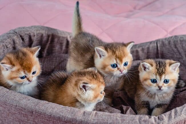 安い猫ブリーダーを見つける方法!賢く探すポイントを紹介 5 e5ae89e38184e78cabe38396e383aae383bce38380e383bce38292e8a68be381a4e38191e3828be696b9e6b395efbc81e8b3a2e3818fe68ea2e38199e3839de382a4