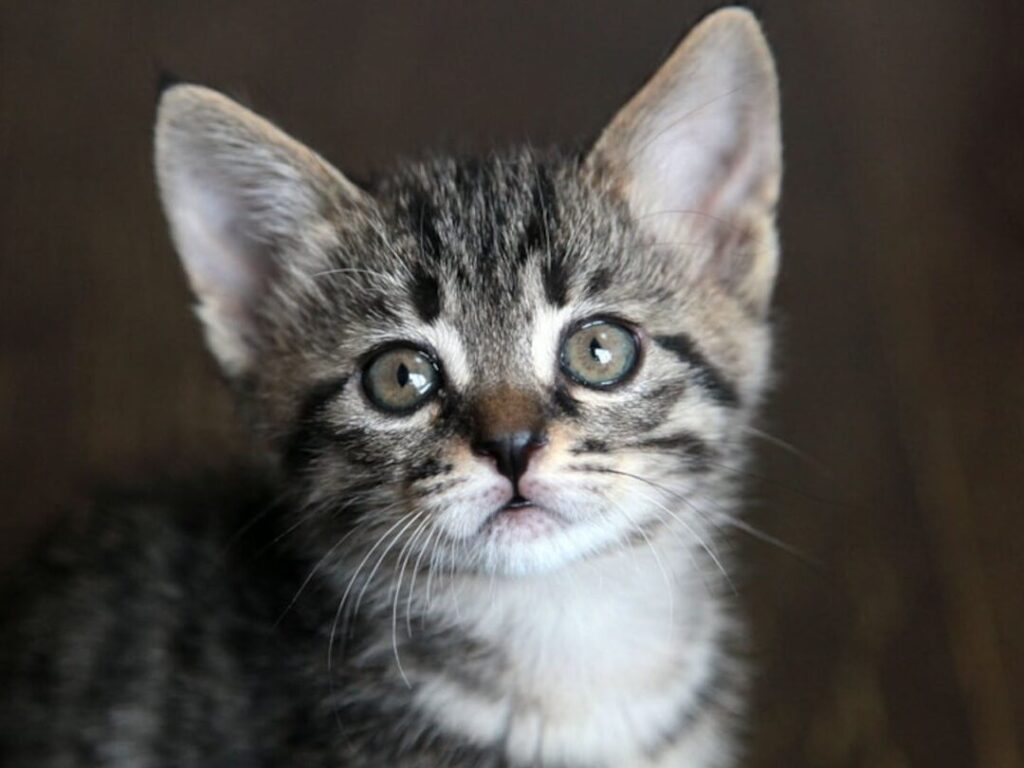 室内飼いの猫が帰ってこない!考えられる原因と探す方法 1 e5aea4e58685e9a3bce38184e381aee78cabe3818ce5b8b0e381a3e381a6e38193e381aae38184efbc81e88083e38188e38289e3828ce3828be58e9fe59ba0e381a8