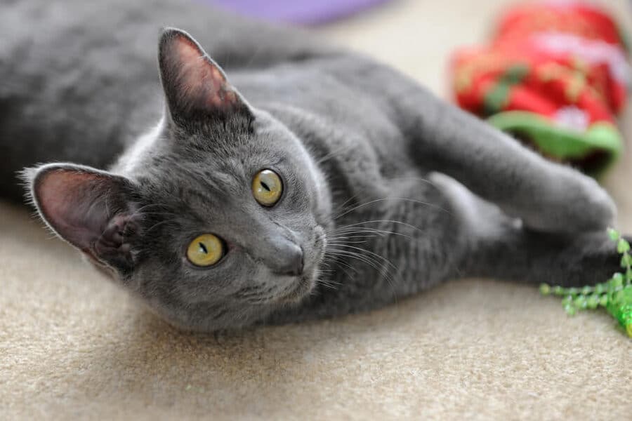 希少猫!コラット猫の性格や特徴、価格相場まで 1 e5b88ce5b091e78cabefbc81e382b3e383a9e38383e38388e78cabe381aee680a7e6a0bce38284e789b9e5beb4e38081e4bea1e6a0bce79bb8e5a0b4e381bee381a7