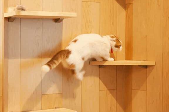 庭に猫小屋を設置する際の注意点!DIYのポイント 1 e5baade381abe78cabe5b08fe5b18be38292e8a8ade7bdaee38199e3828be99a9be381aee6b3a8e6848fe782b9efbc81diye381aee3839de382a4e383b3e38388