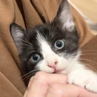 徳島 猫里親:徳島県で猫の里親になりたい!情報まとめ 5 e5beb3e5b3b6 e78cabe9878ce8a6aaefbc9ae5beb3e5b3b6e79c8ce381a7e78cabe381aee9878ce8a6aae381abe381aae3828ae3819fe38184efbc81e68385e5a0b1