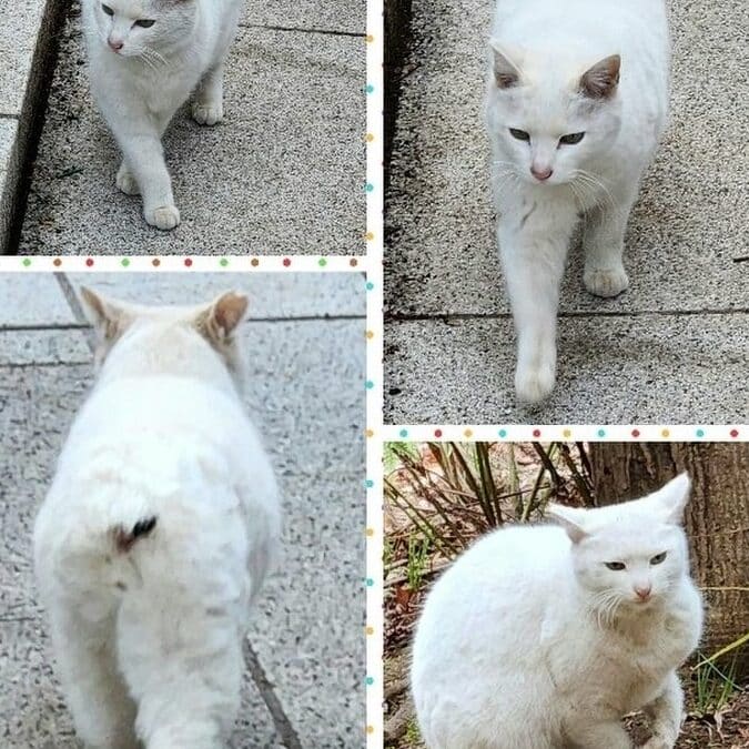 愛宕神社 猫:猫好きのパワースポット!愛宕神社の猫たち 1 e6849be5ae95e7a59ee7a4be e78cabefbc9ae78cabe5a5bde3818de381aee38391e383afe383bce382b9e3839de38383e38388efbc81e6849be5ae95e7a59ee7a4be