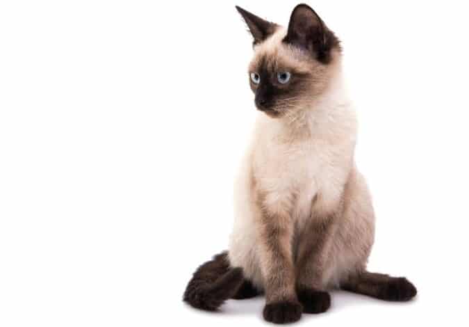 抜け毛の少ない猫:掃除が楽!抜け毛の少ない猫種 5 e68a9ce38191e6af9be381aee5b091e381aae38184e78cabefbc9ae68e83e999a4e3818ce6a5bdefbc81e68a9ce38191e6af9be381aee5b091e381aae38184e78cab